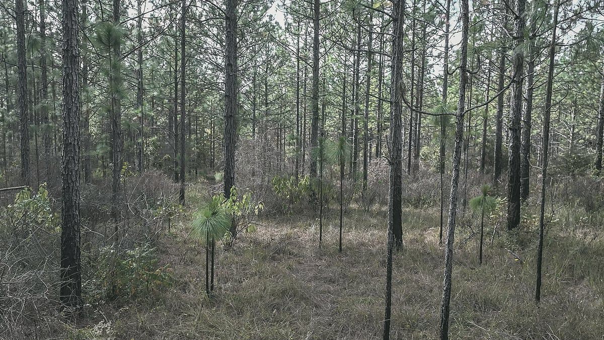 Tall, mature pines in an open forest