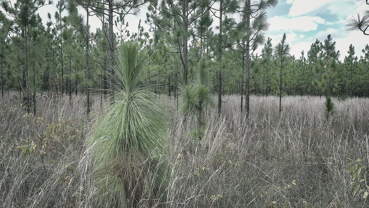 Young pines coming up through grass in open pine woods