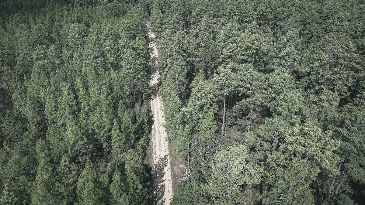 Aerial view of a dirt road running through dense pine forest